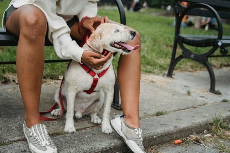 Eine Frau sitzt mit ihrem glücklichen Hund auf einer Parkbank