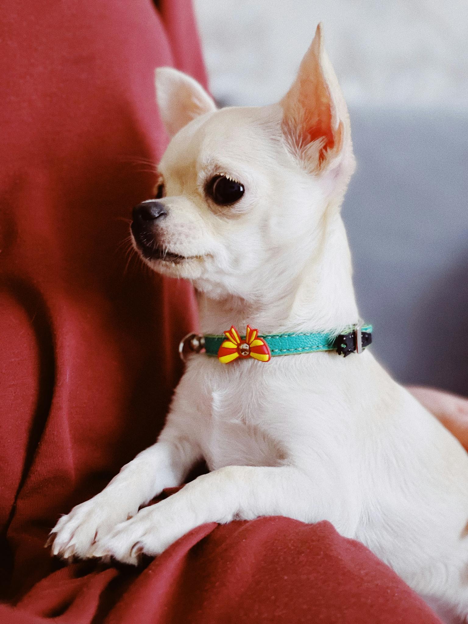 Cute white Chihuahua sitting on a person's lap, indoors, wearing a turquoise collar with a bow.
