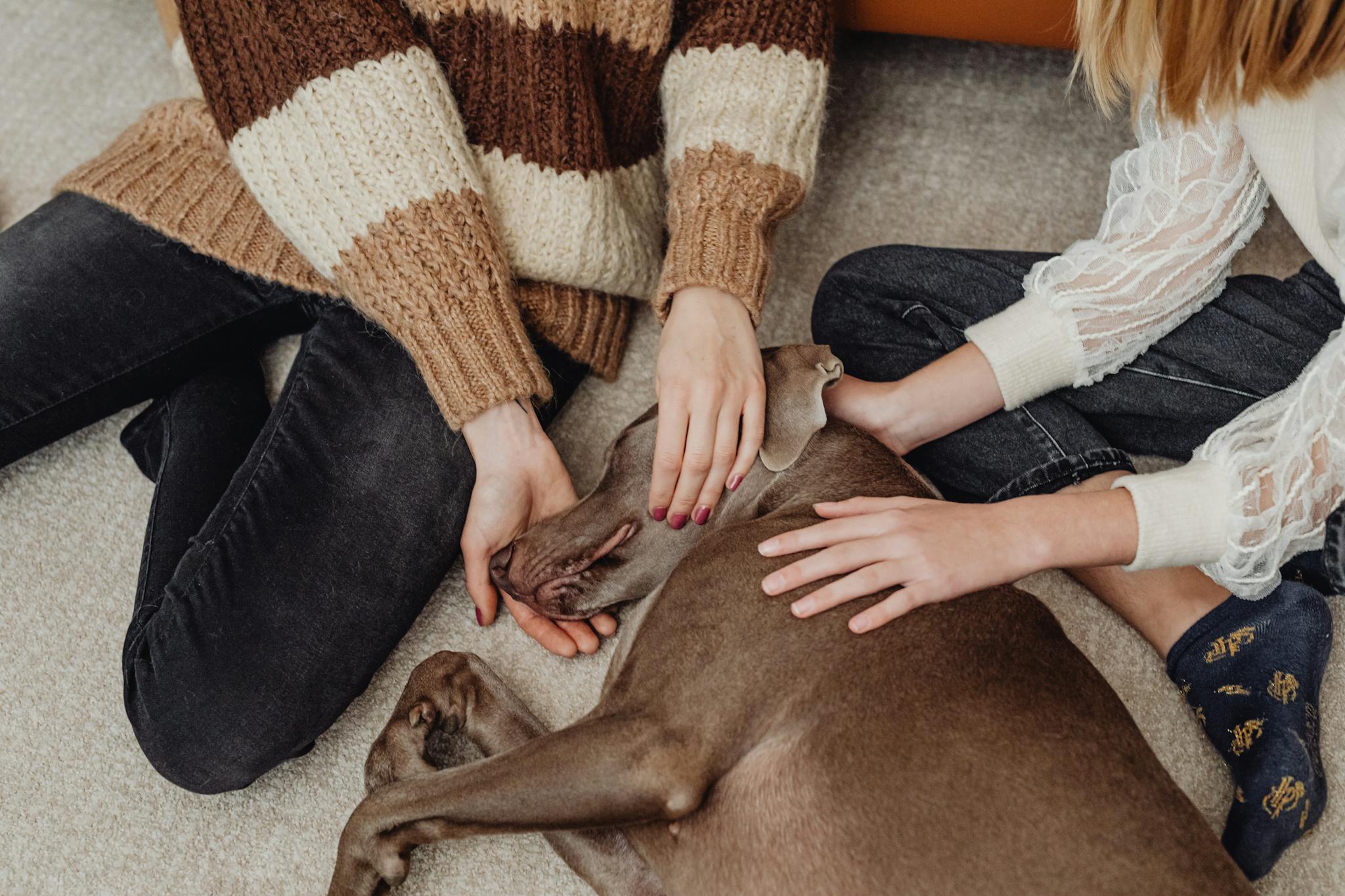 Two people resting their hands on a sleeping dog, creating a warm and affectionate scene.
