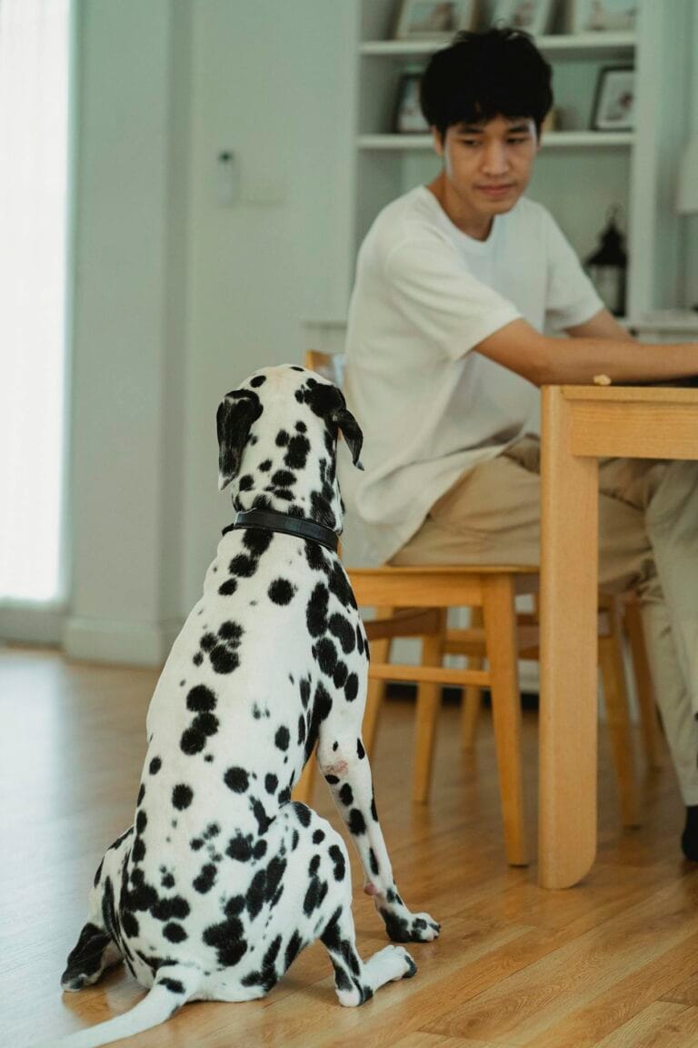 Ein Dalmatiner sitzt aufmerksam bei seinem Besitzer in einer gemütlichen Küche