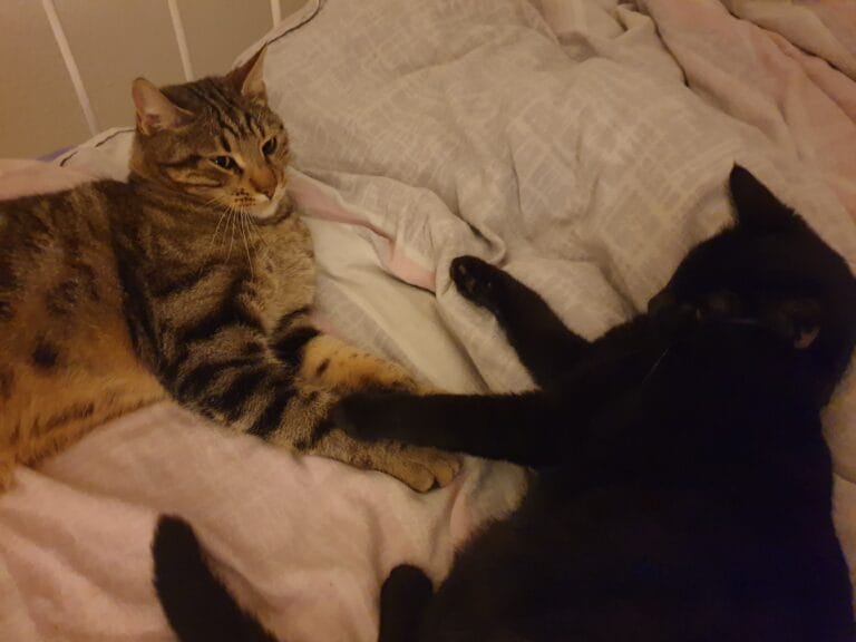 20251108 015156 768x576