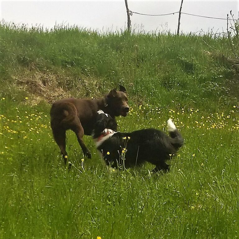 IMG 20170419 134057 768x768